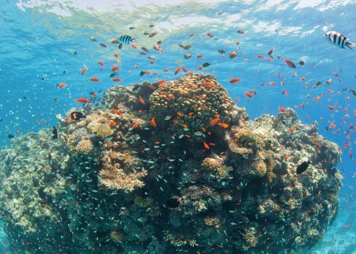 Amazing-shot-of-coral-reefs-in-the-Red-Sea.jpg