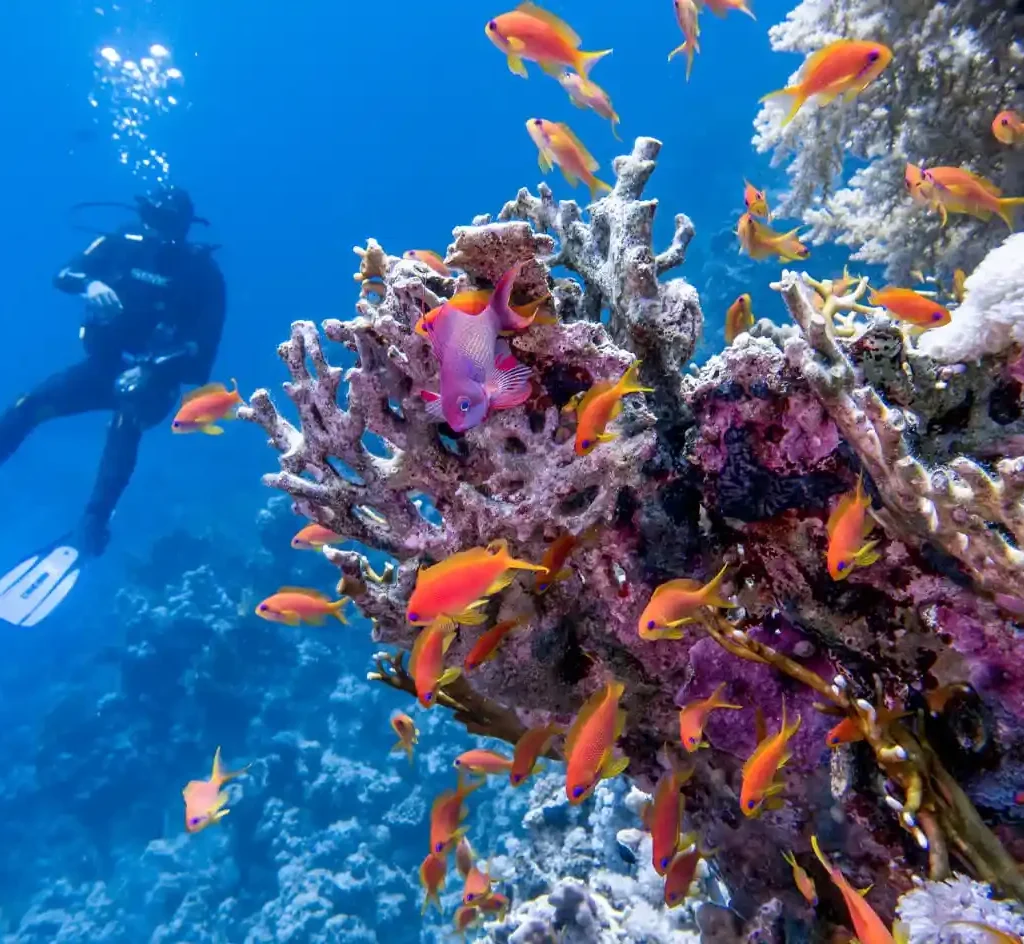 10 Day Tour Cairo, Nile Cruise & Relaxation in Hurghada A-picture-of-a-diver-in-the-Red-Sea