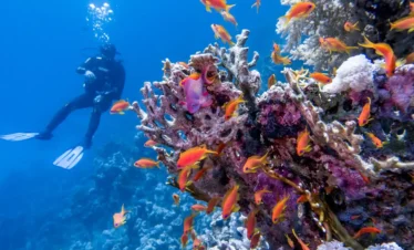 10 Day Tour Cairo, Nile Cruise & Relaxation in Hurghada A-picture-of-a-diver-in-the-Red-Sea