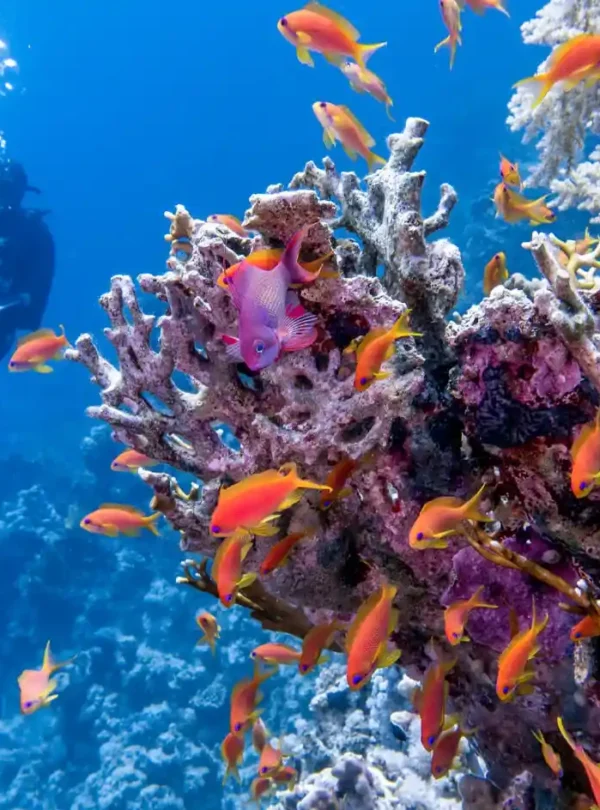 10 Day Tour Cairo, Nile Cruise & Relaxation in Hurghada A-picture-of-a-diver-in-the-Red-Sea